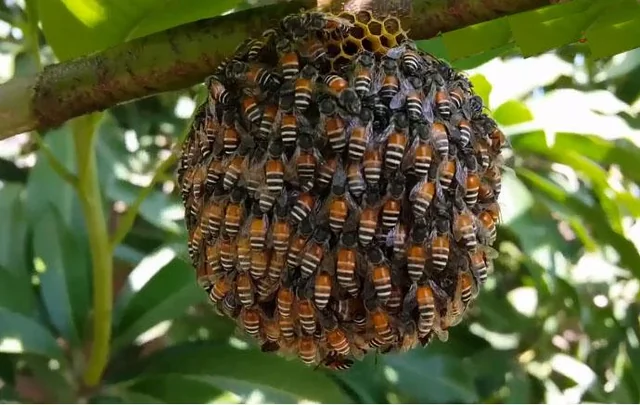 Un nuovo rischio per la biodiversità europea: l’invasione dell’ape asiatica rossa a Malta