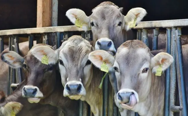 Il futuro italiano del settore lattiero-caseario: sfide climatiche e il contributo della manodopera indiana