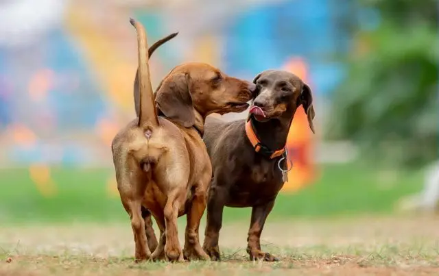 La potenza dei primi istanti: il priming e l’arte di costruire un brand digitale duraturo