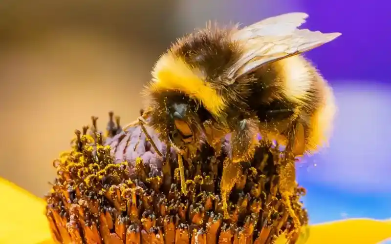 Il paradosso del calabrone – quando una leggenda sbaglia i conti e le imprese continuano a volare